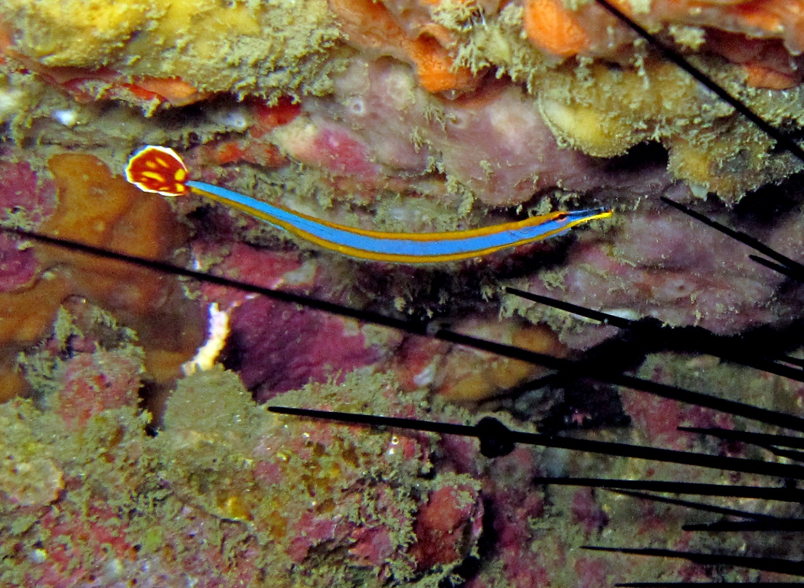 Photo de Pipefish bleu flamme (Doryrhamphus excisus)