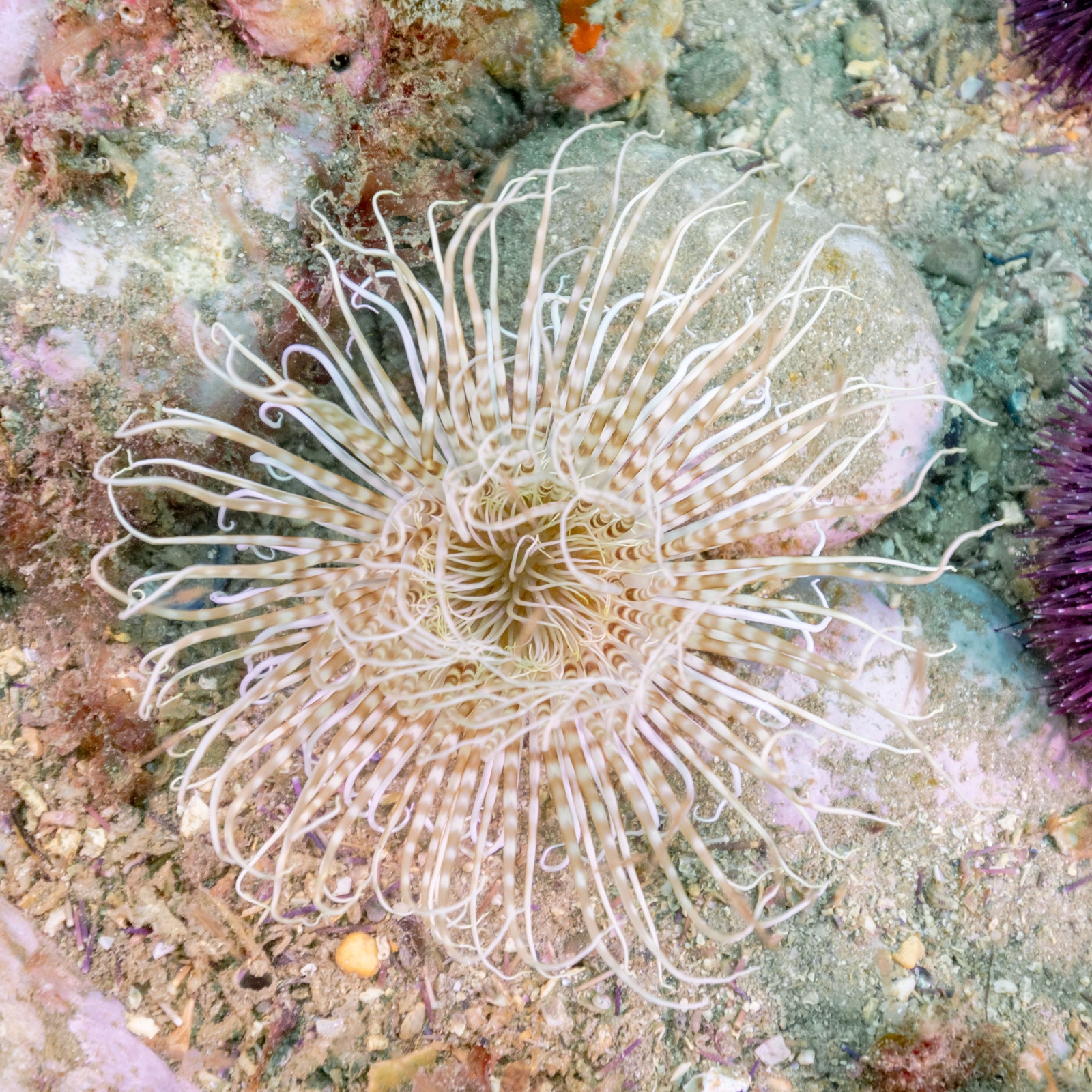 Foto de Cerianto del Mediterráneo (Cerianthus membranaceus)