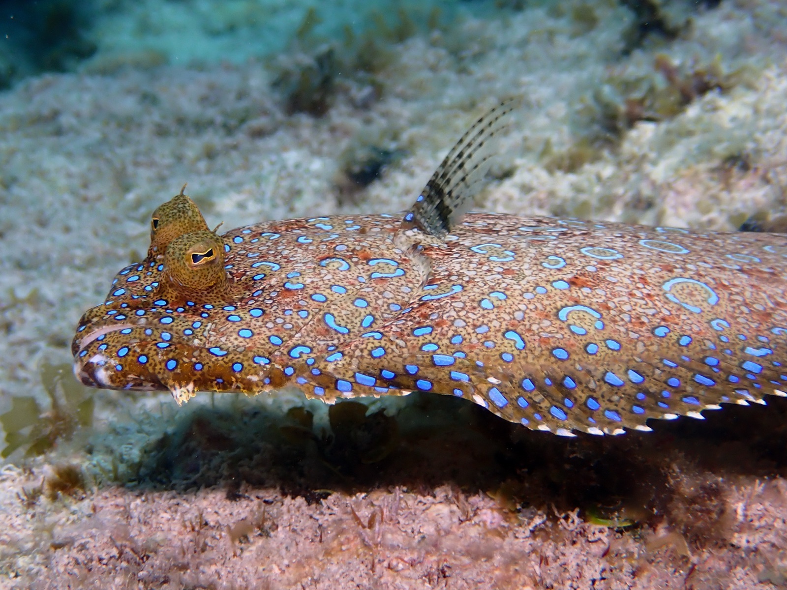 Photo of Peacock flounder (Bothus lunatus)