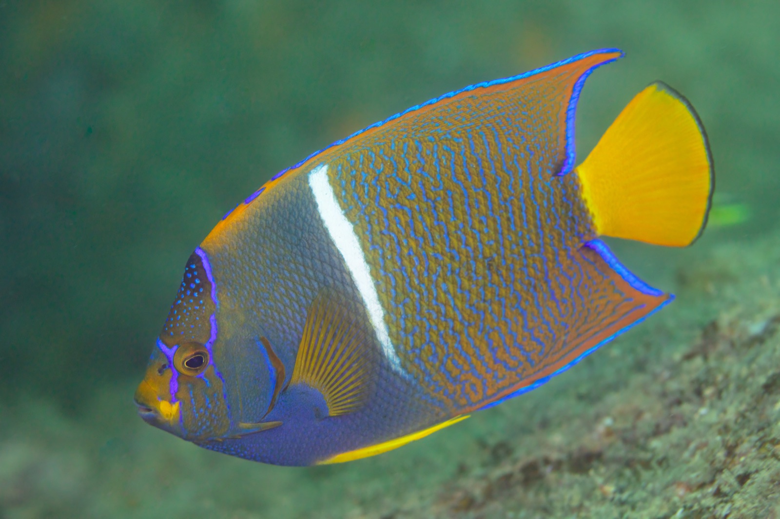 Photo of King angelfish (Holacanthus passer)