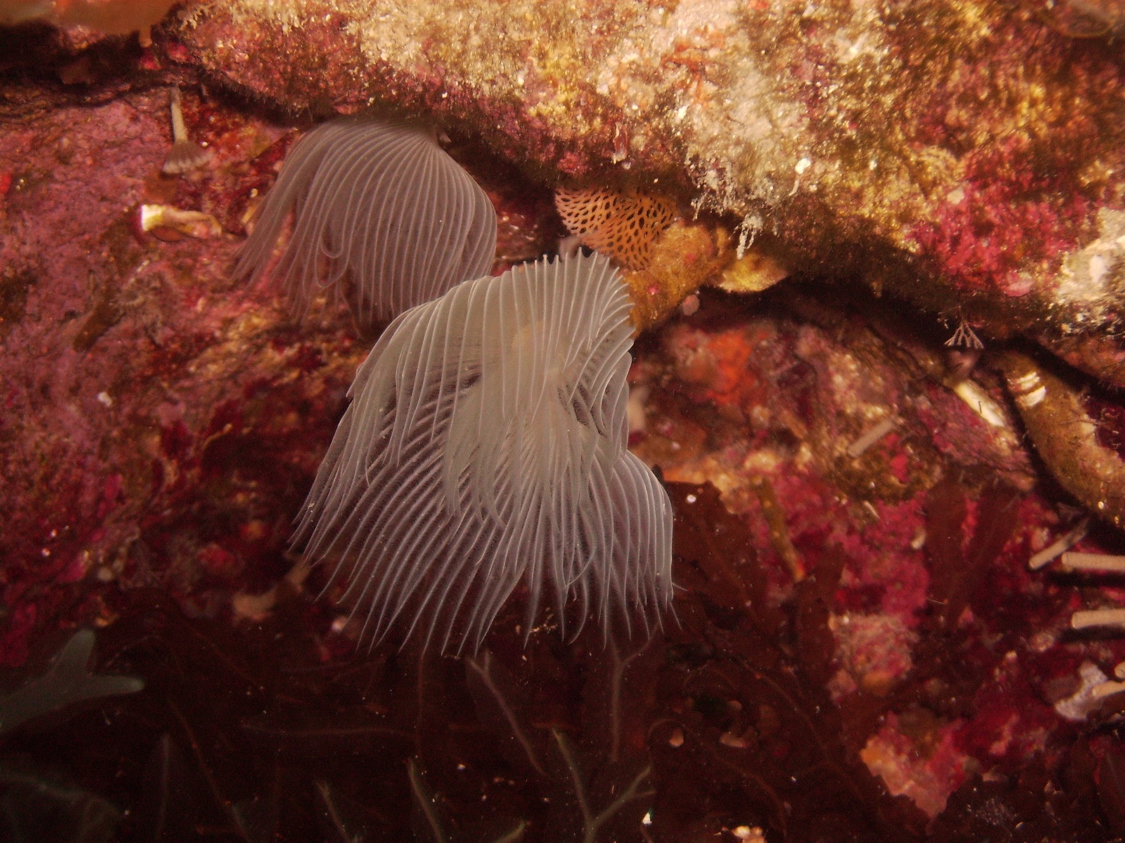Photo de Ver Protule (Protula tubularia)