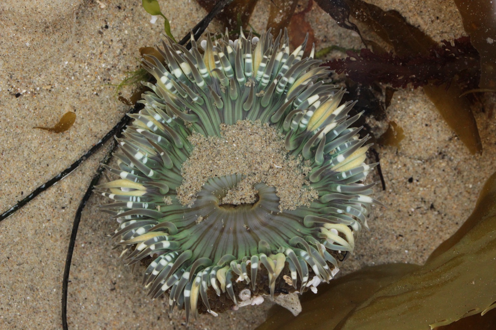 Photo de Anémone solitaire de Californie (Anthopleura sola)