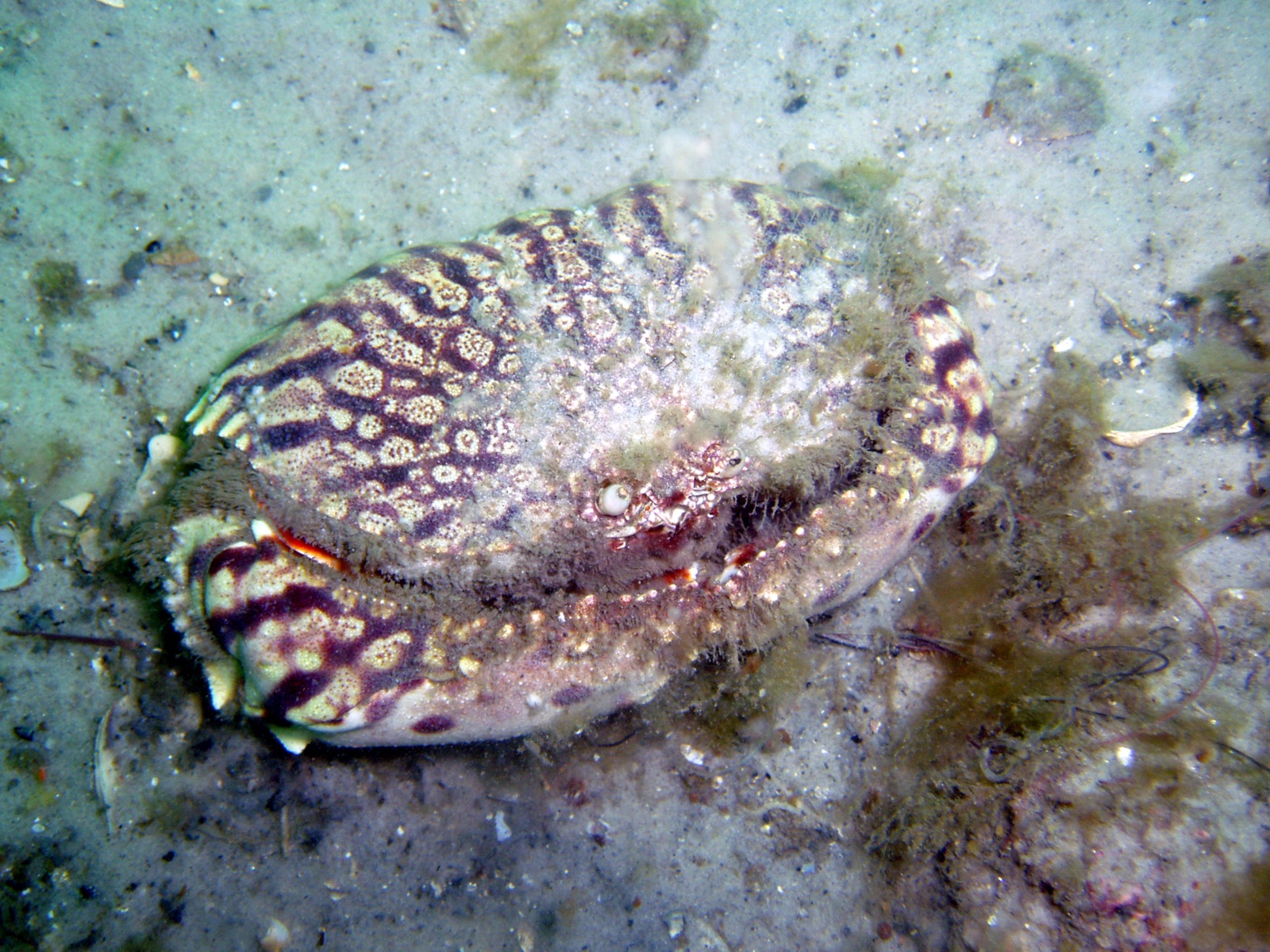 Foto de Cangrejo caja flameante (Calappa flammea)