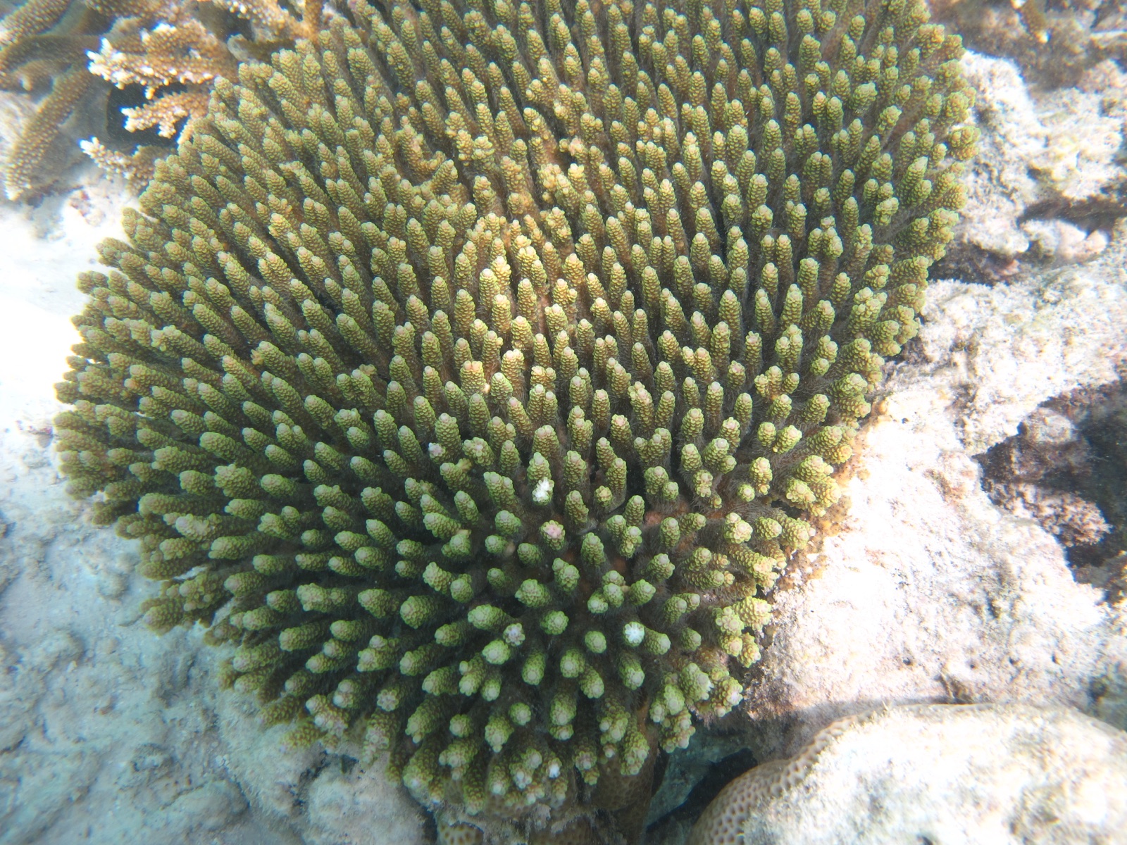 Foto de Acropora millepora (Acropora millepora)