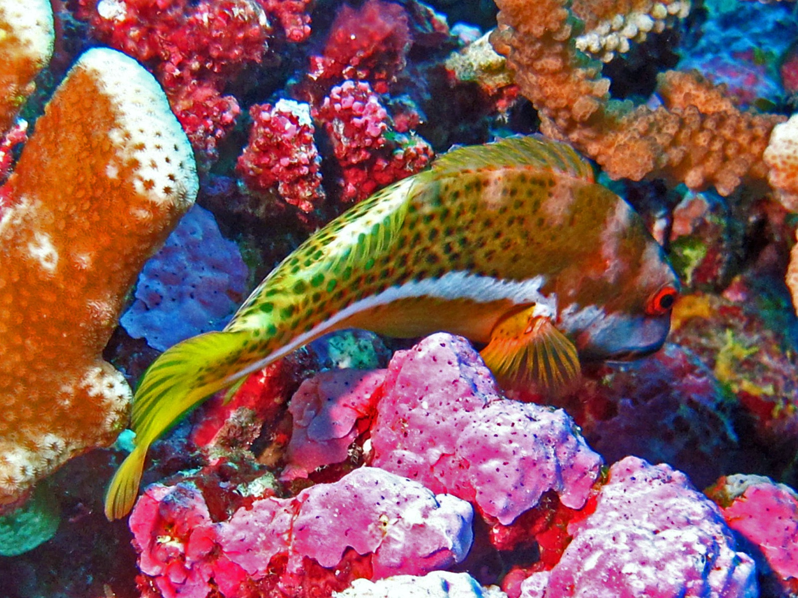 Photo of Spotted Hawkfish (Paracirrhites hemistictus)
