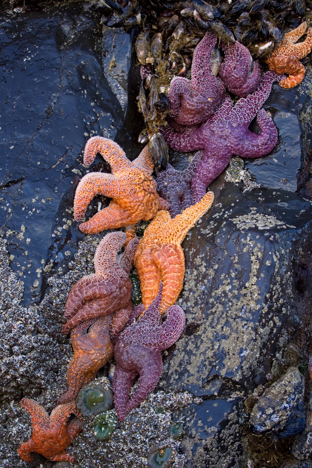Foto de Estrella de mar ocre (Pisaster ochraceus)