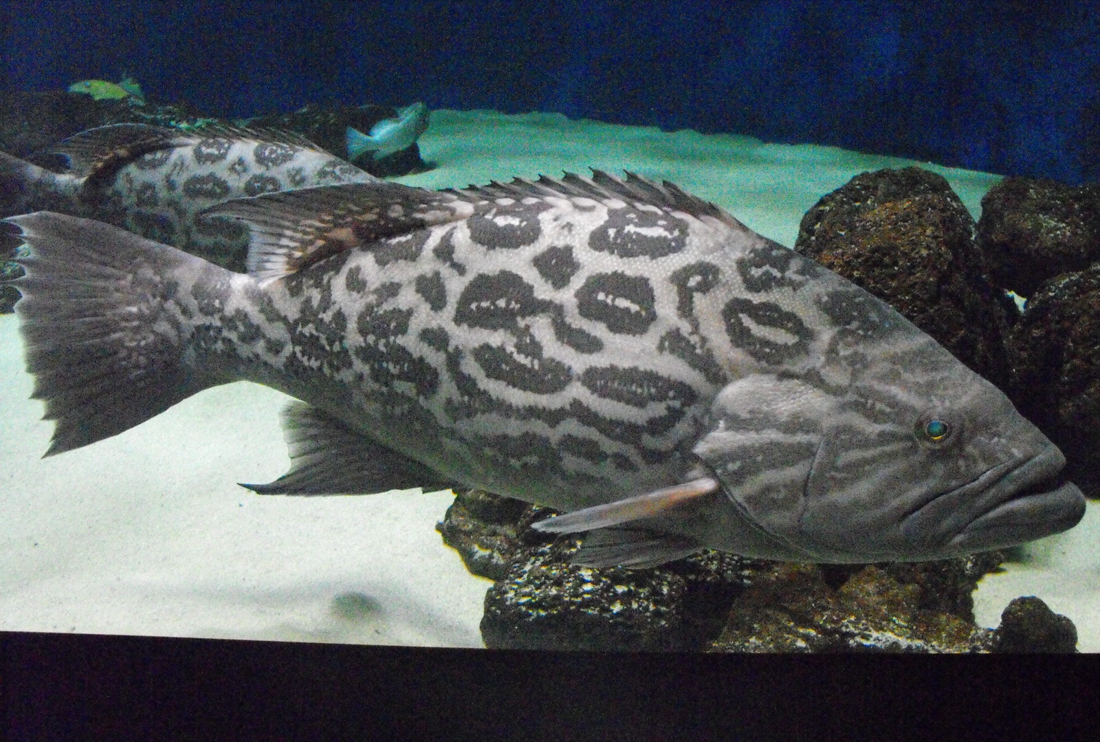 Photo de Mycteroperca xenarcha (Mycteroperca xenarcha)