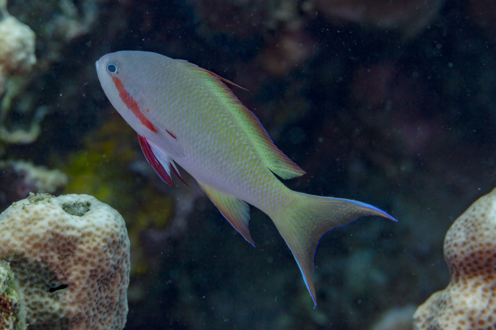 Photo of Huchtupp's Anthias (Pseudanthias huchtii)