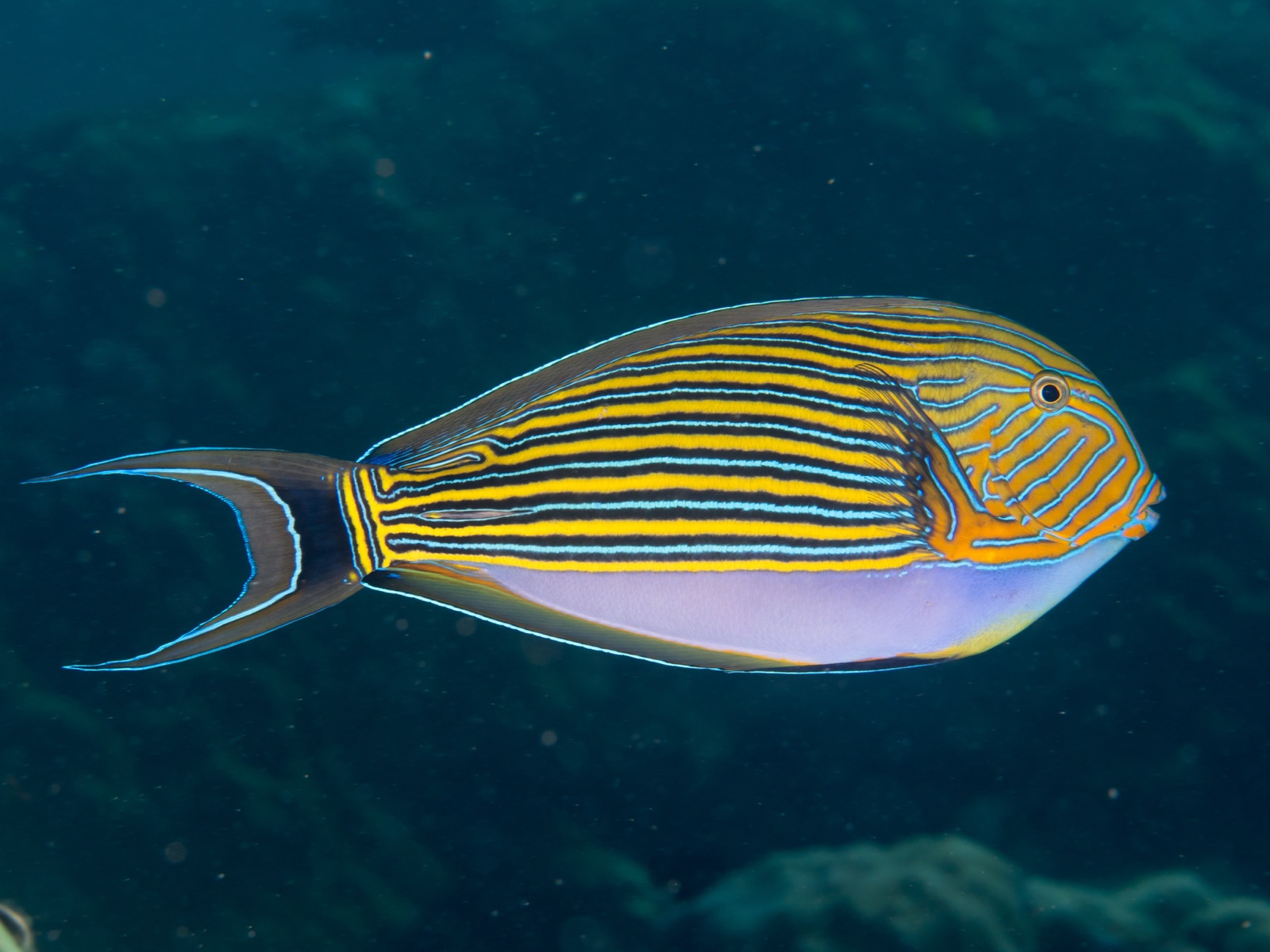 Photo of Striped Surgeonfish (Acanthurus lineatus)