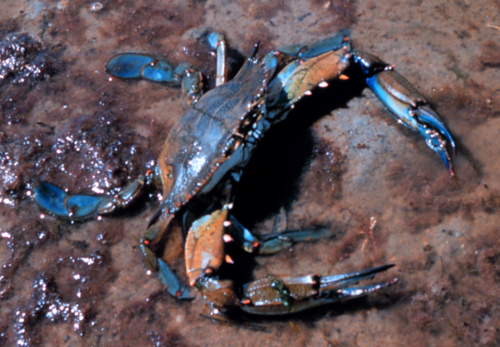 Photo de Crabe bleu américain (Callinectes sapidus)