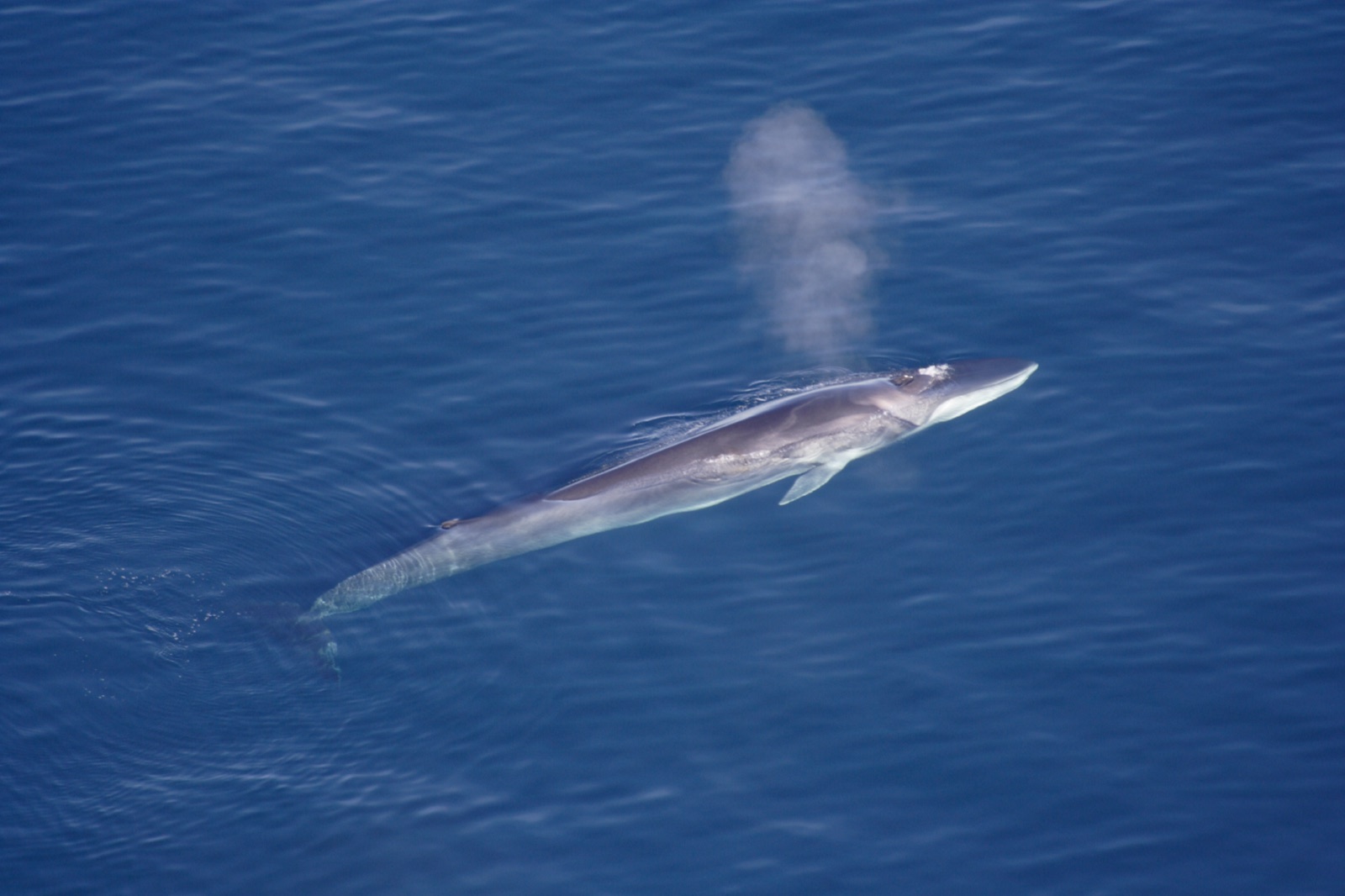 Foto de Rorcual comun (Balaenoptera physalus)