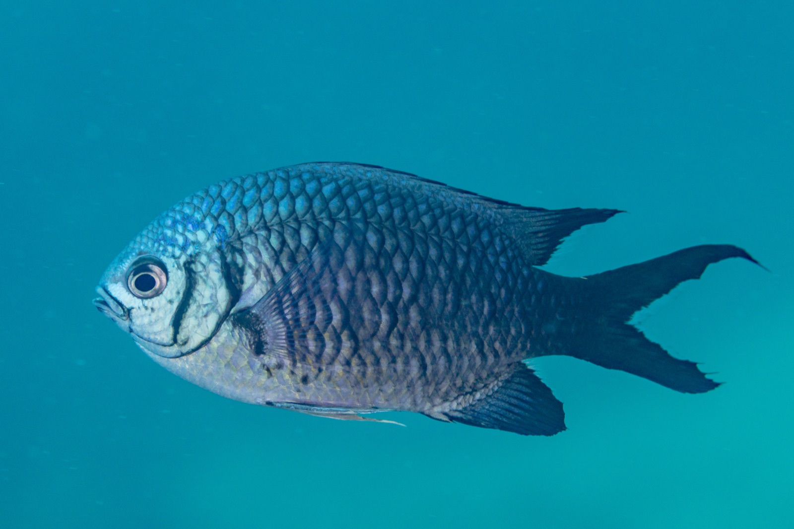 Foto de Castañuela (Chromis chromis)