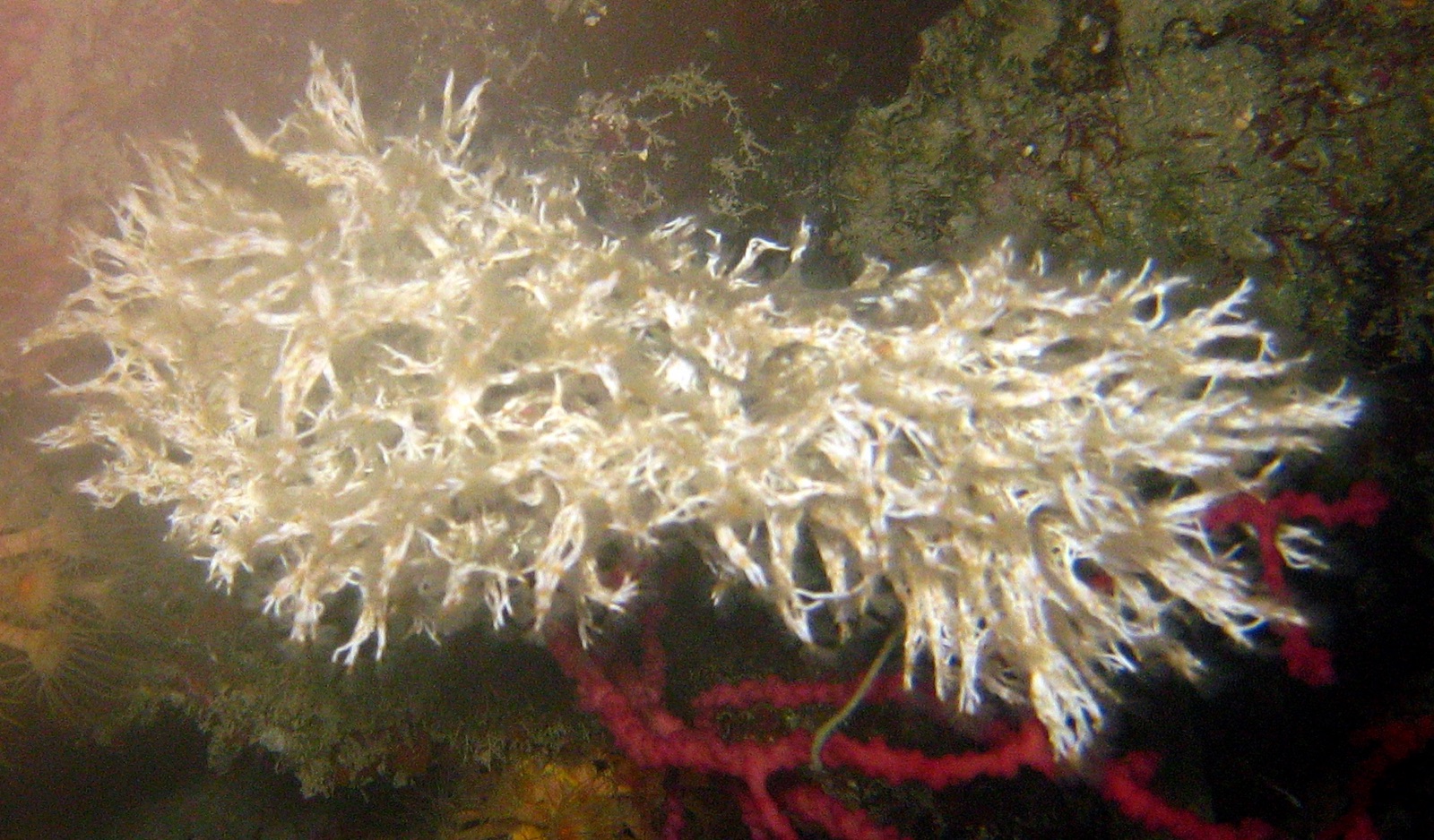 Foto de Gusano tubicola filigrana (Filograna implexa)