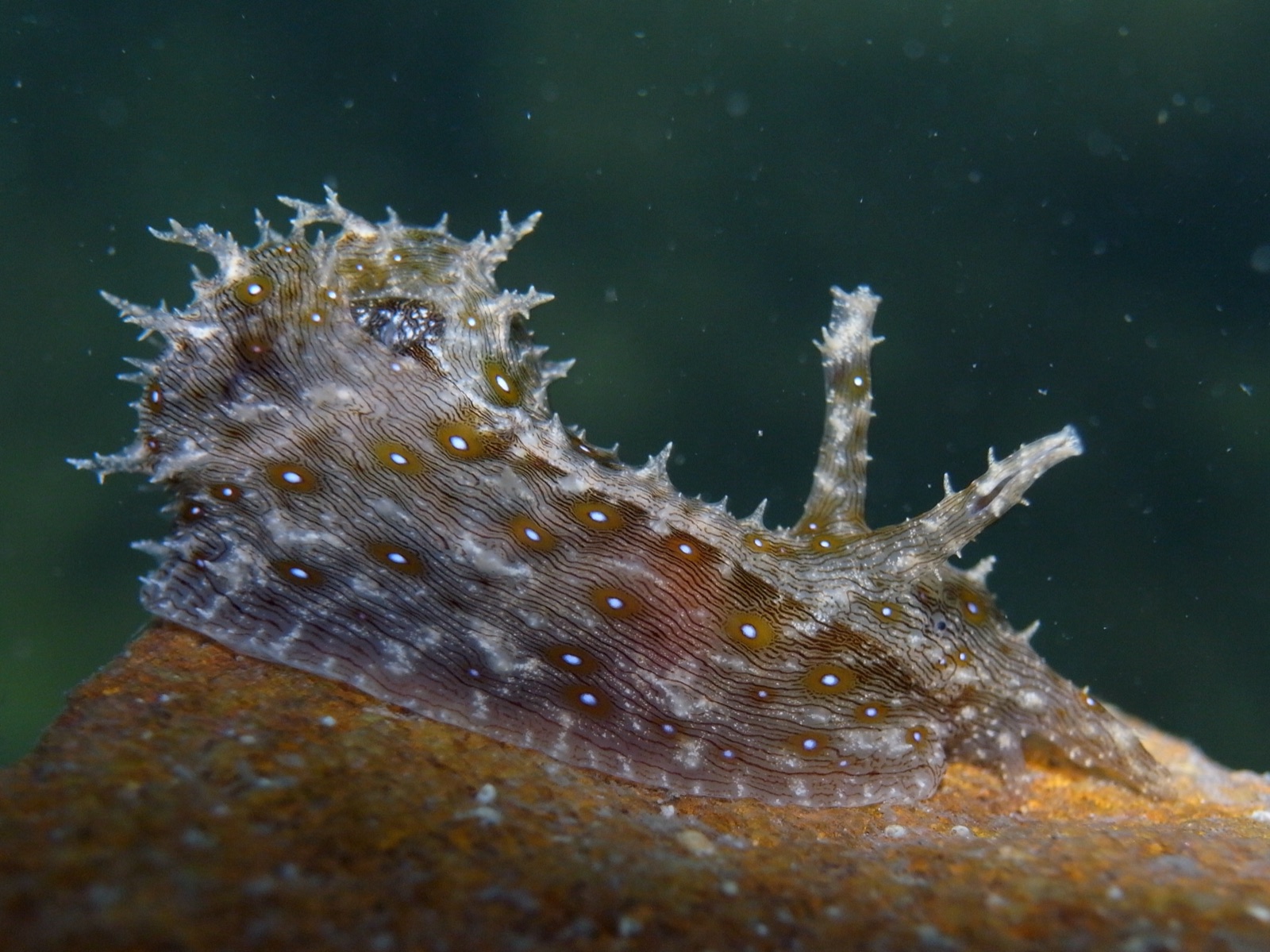 Photo of Striated sea hare (Stylocheilus striatus)