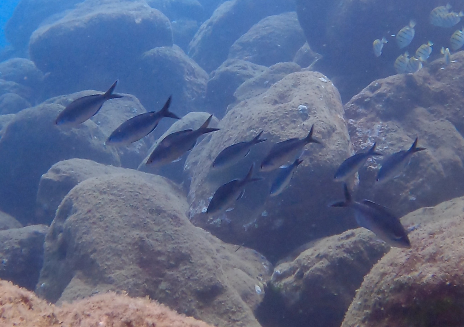 Photo of Swallowdart Damselfish (Azurina hirundo)