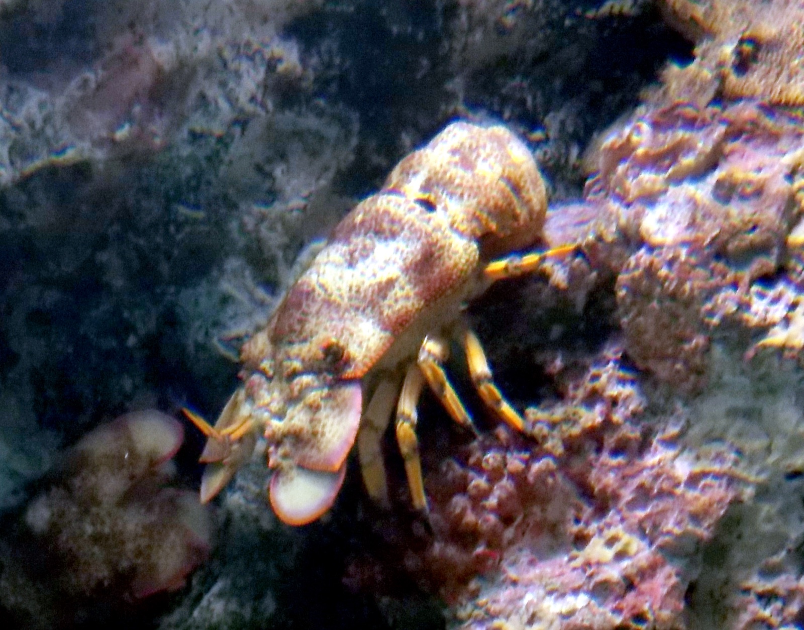 Photo de Langouste-cigale écailleuse (Scyllarides squammosus)