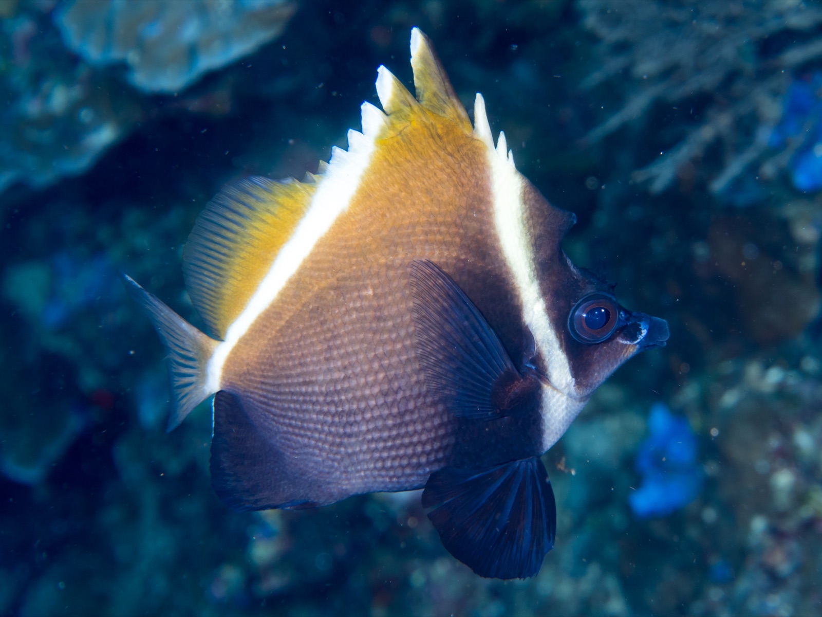 Photo of Humphead bannerfish (Heniochus varius)