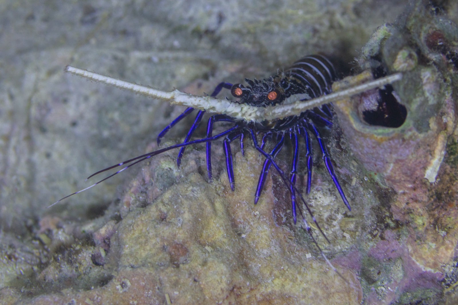 Photo de Langouste peinte (Panulirus versicolor)