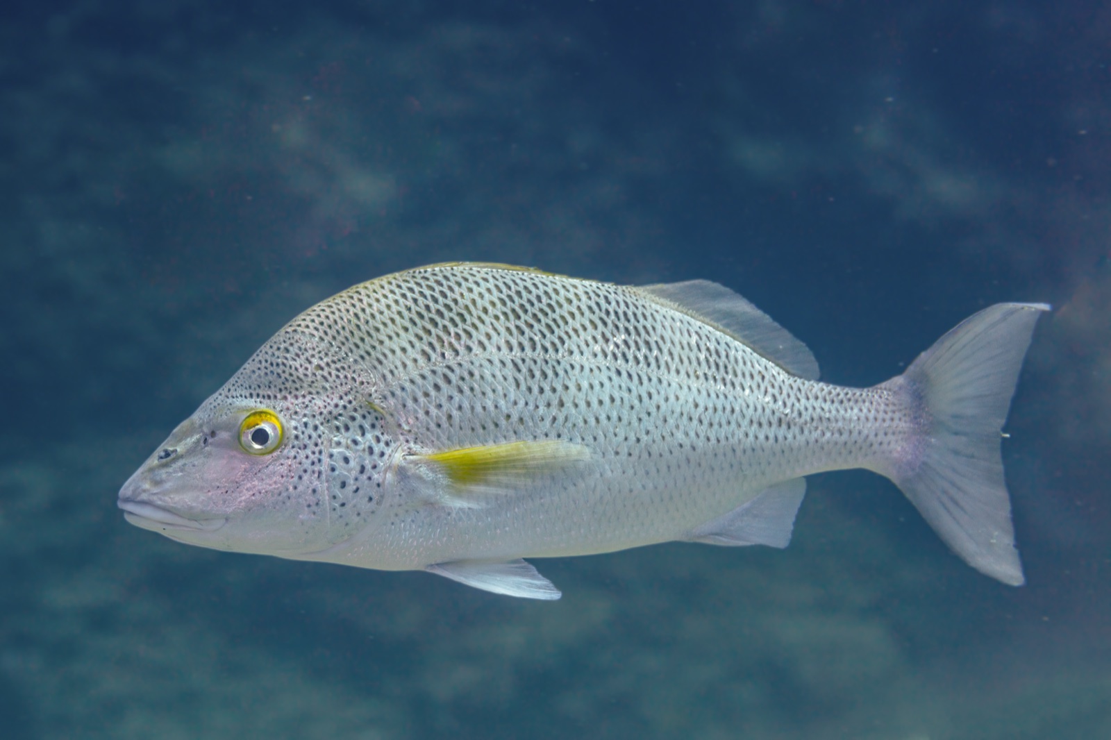 Photo of Sixbar Grunt (Haemulon sexfasciatum)
