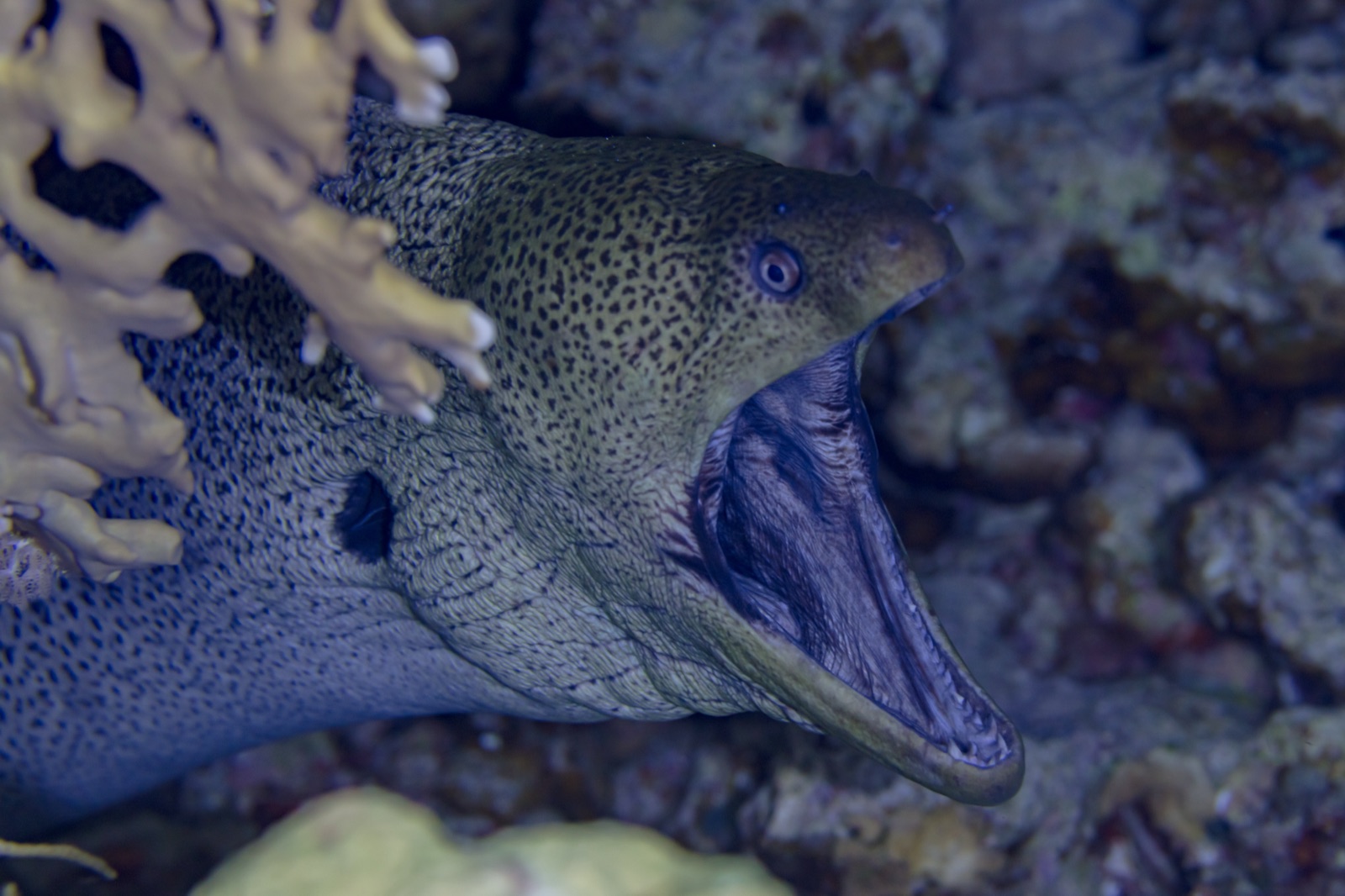 Photo de Murène géante (Gymnothorax javanicus)
