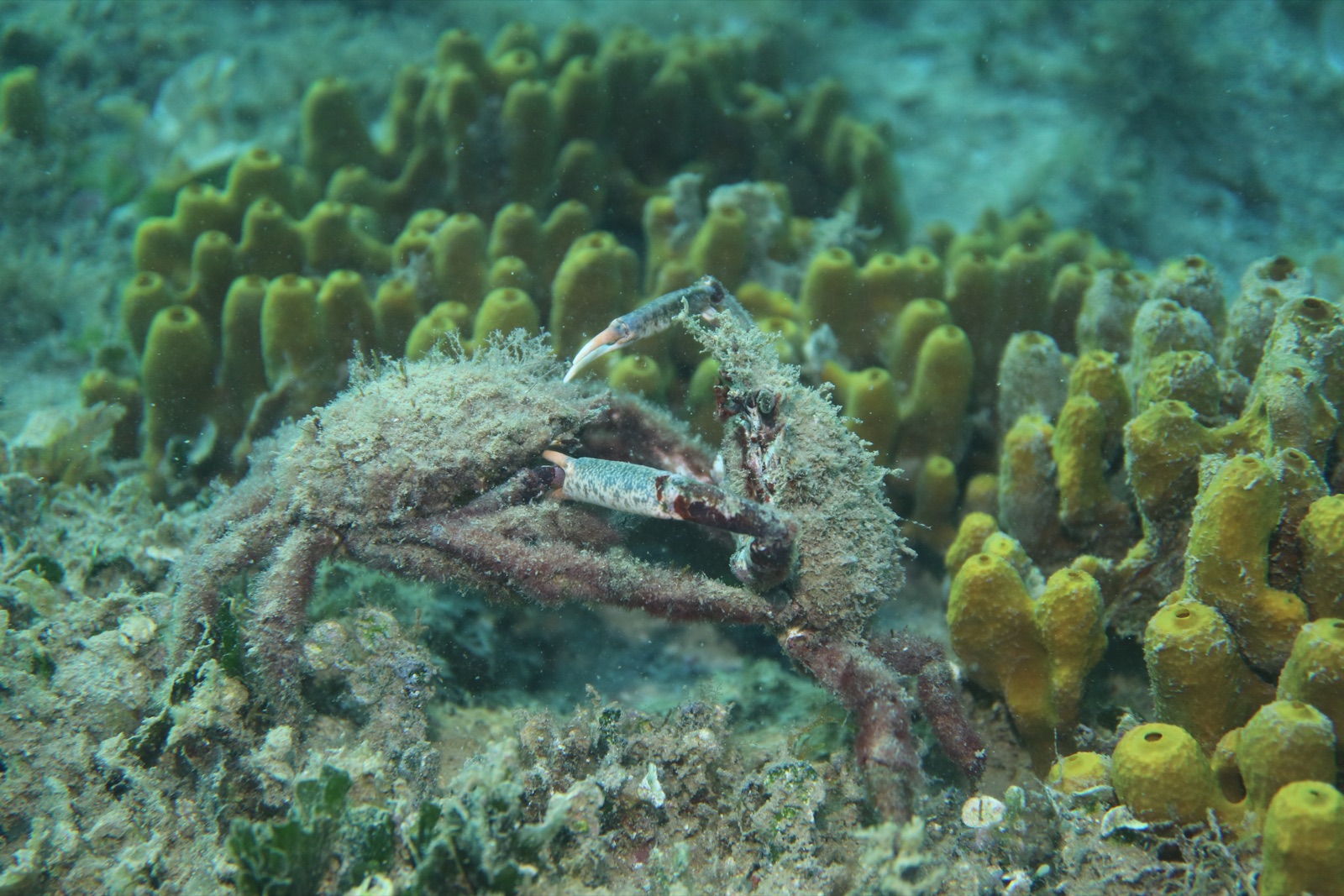 Photo de Araignée de mer méditerranéenne (Maja crispata)