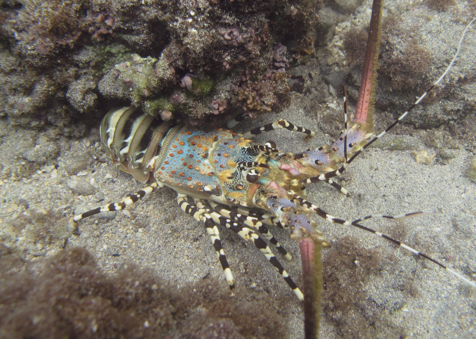 Photo de Langouste royale (Panulirus ornatus)