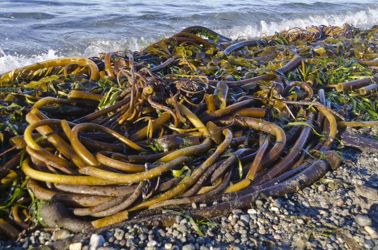 Foto de Kelp de bulbo (Nereocystis luetkeana)