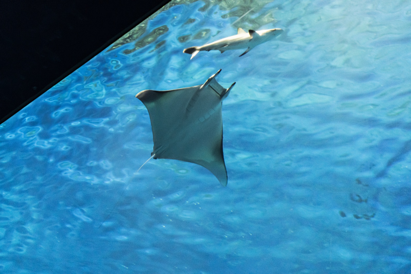 Photo of Bentfin devil ray (Mobula thurstoni)