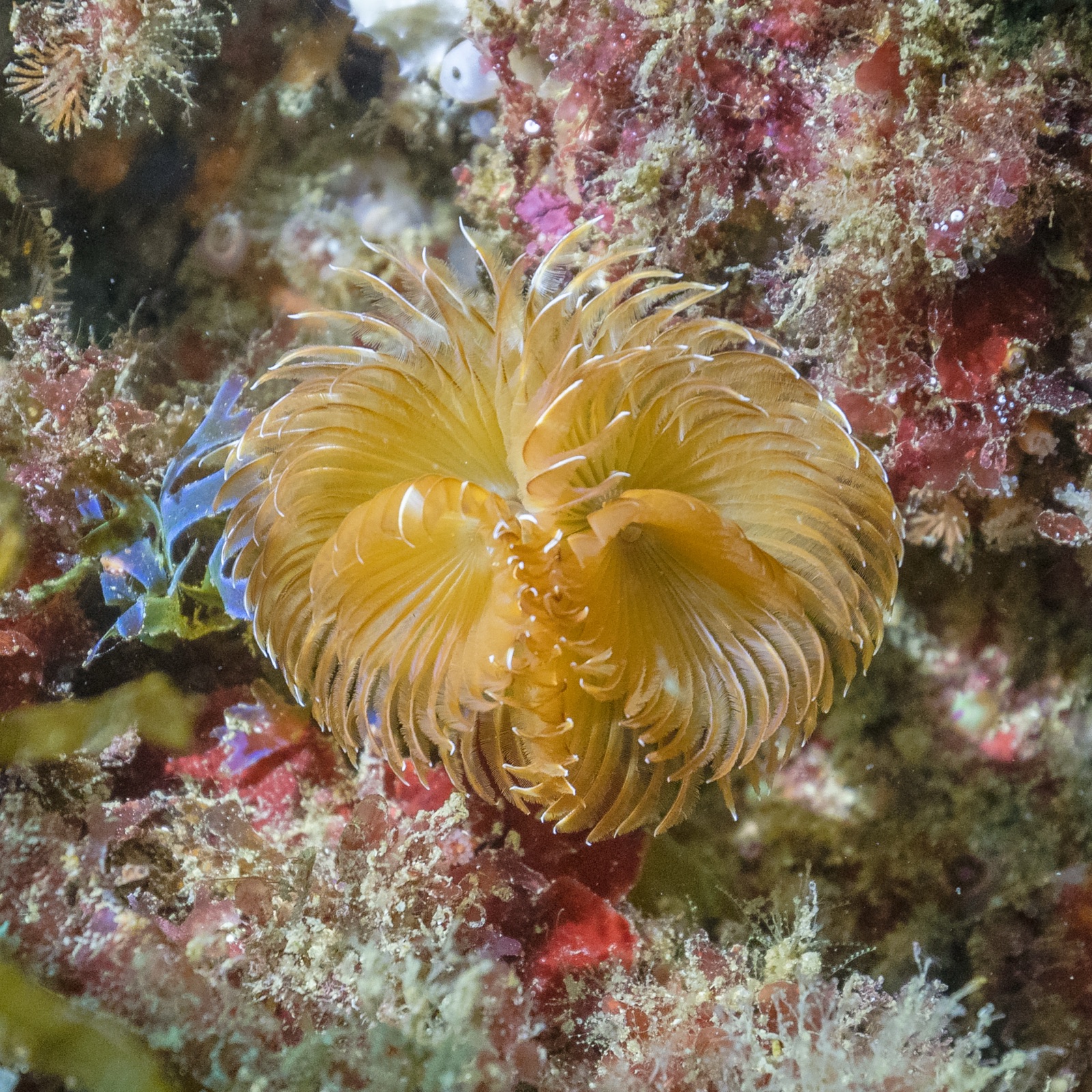 Foto de Espirografa de dos penachos (Bispira volutacornis)