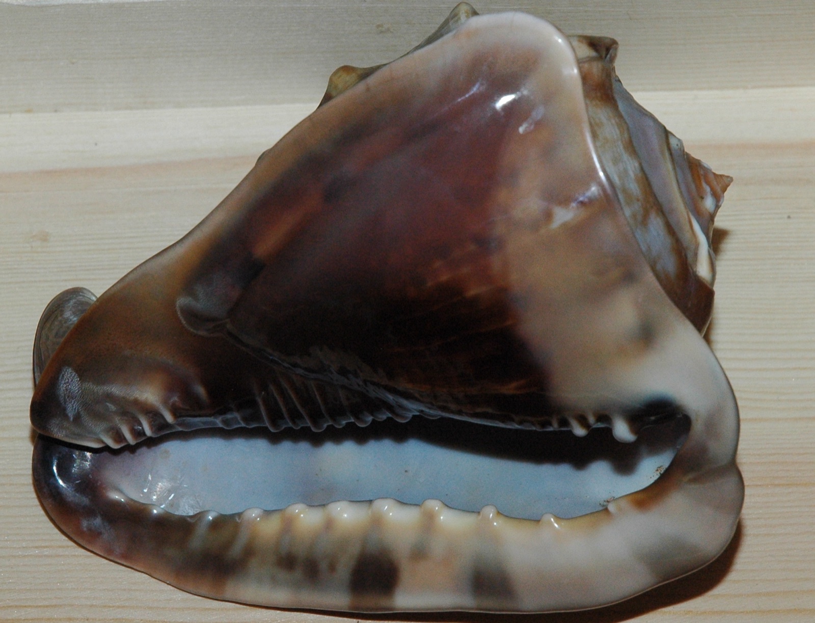 Foto de Casco tuberculado (Cassis tuberosa)