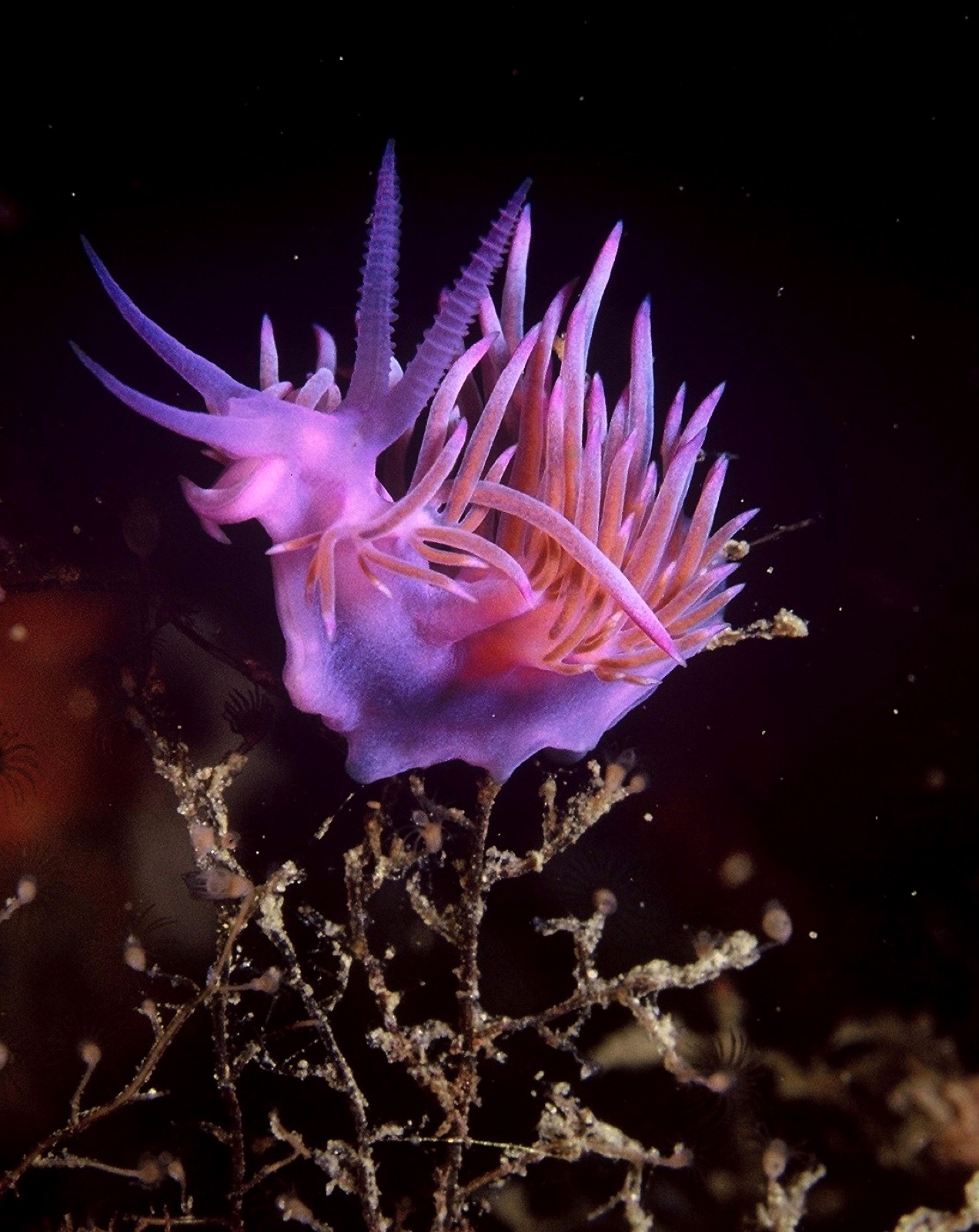 Photo of Affined aeolid (Flabellina affinis)