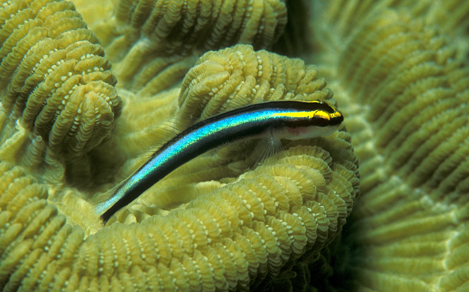 Photo de Gobie à museau en V (Elacatinus evelynae)