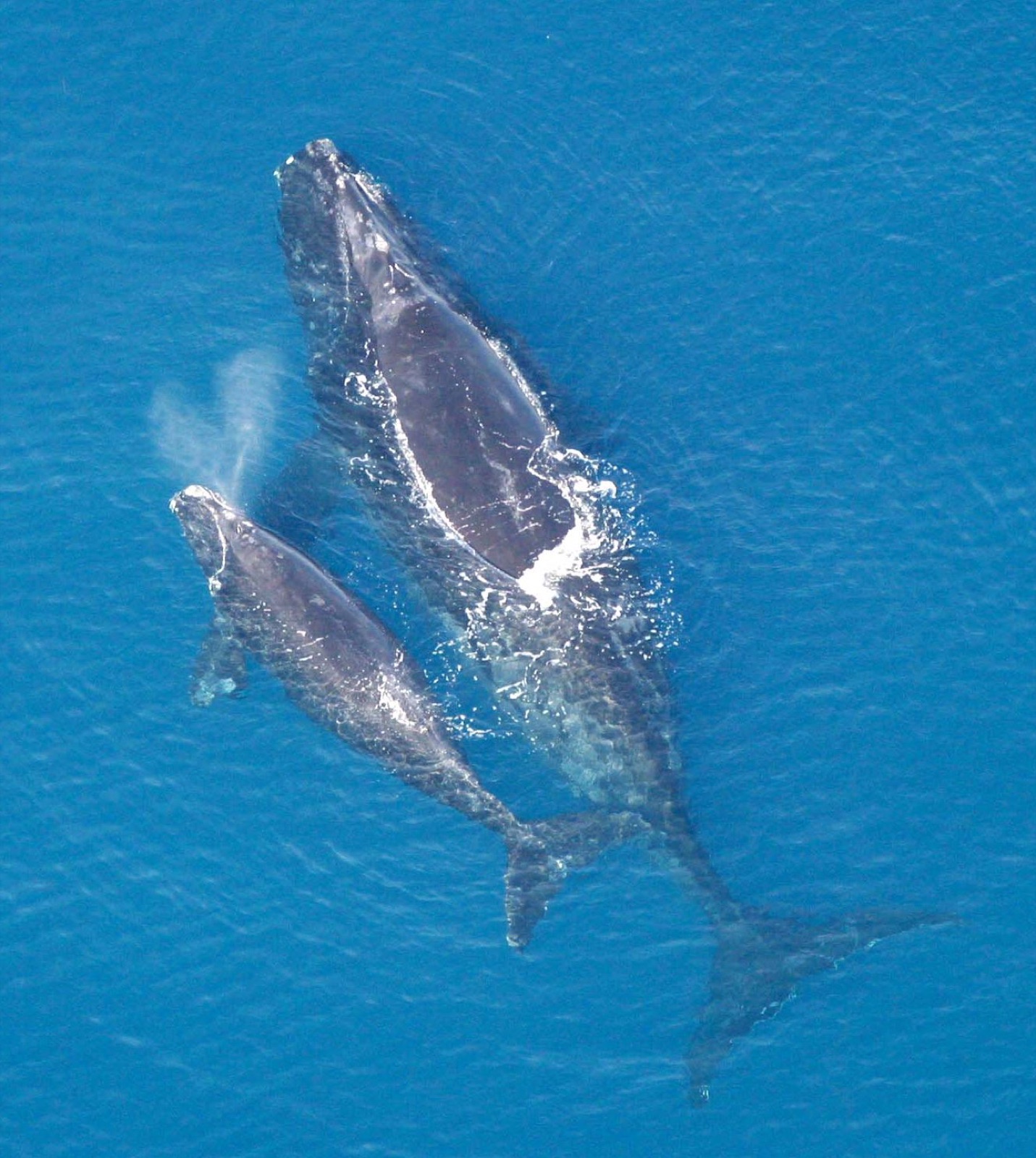 Foto de Ballena Franca del Atlántico Norte (Eubalaena glacialis)