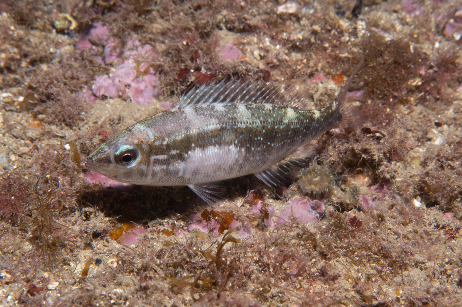 Photo de Mendole (Spicara maena)