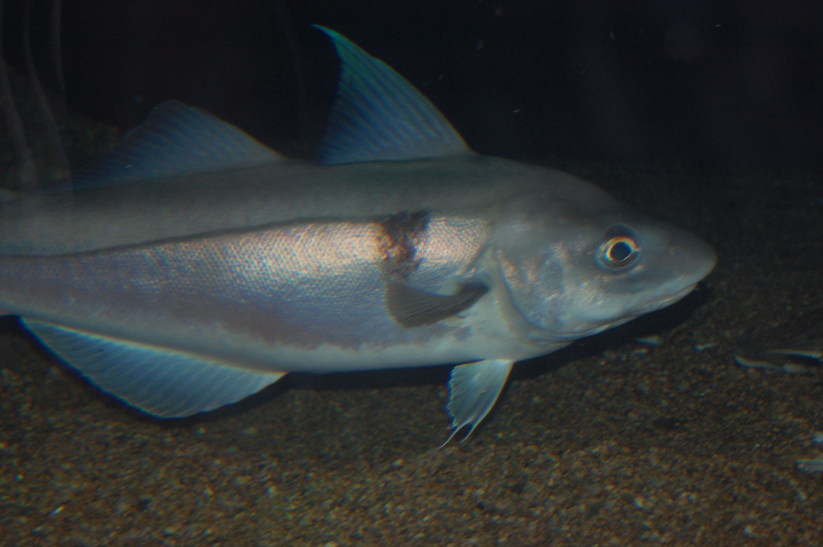 Photo of Haddock (Melanogrammus aeglefinus)