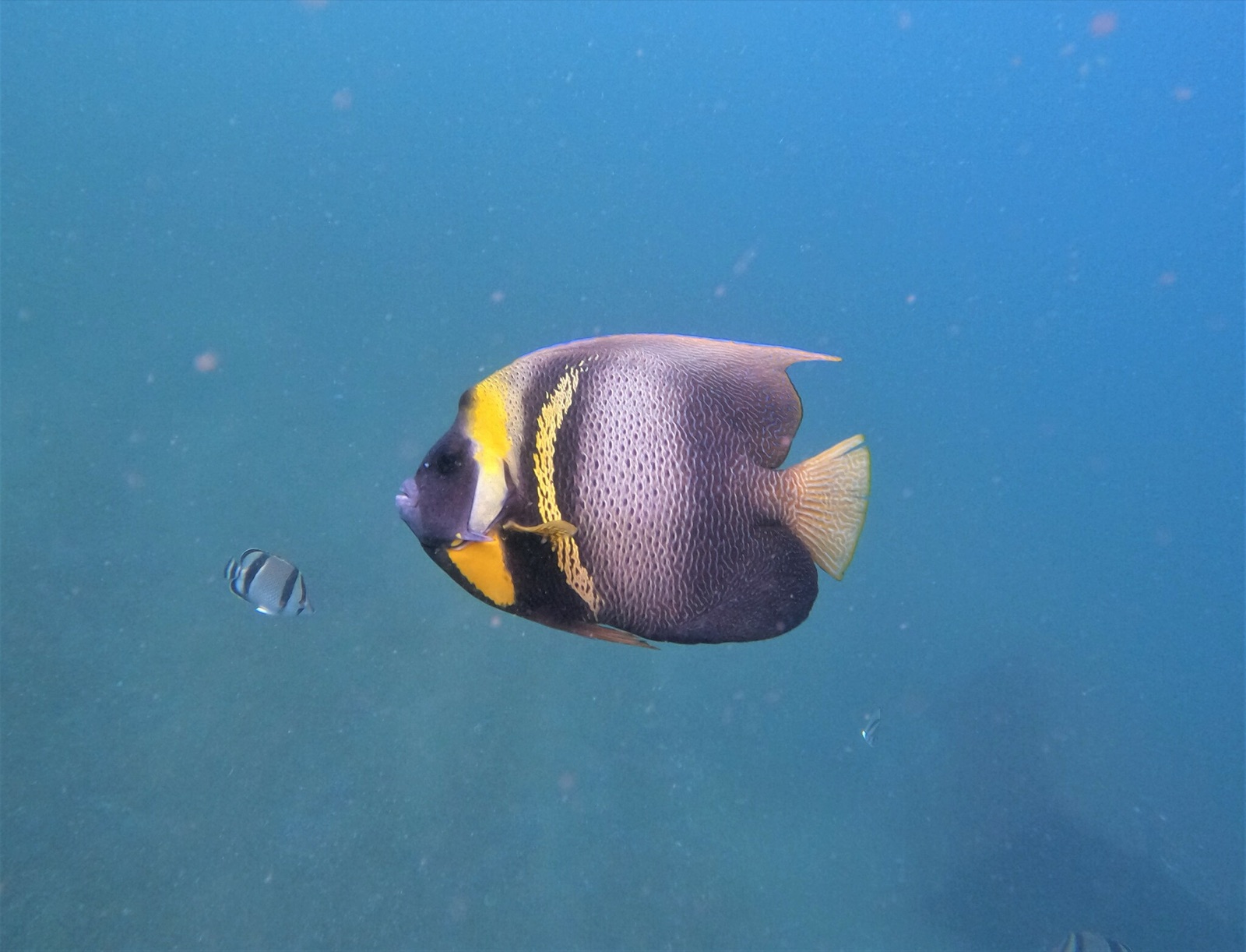 Photo de Ange de Cortez (Pomacanthus zonipectus)