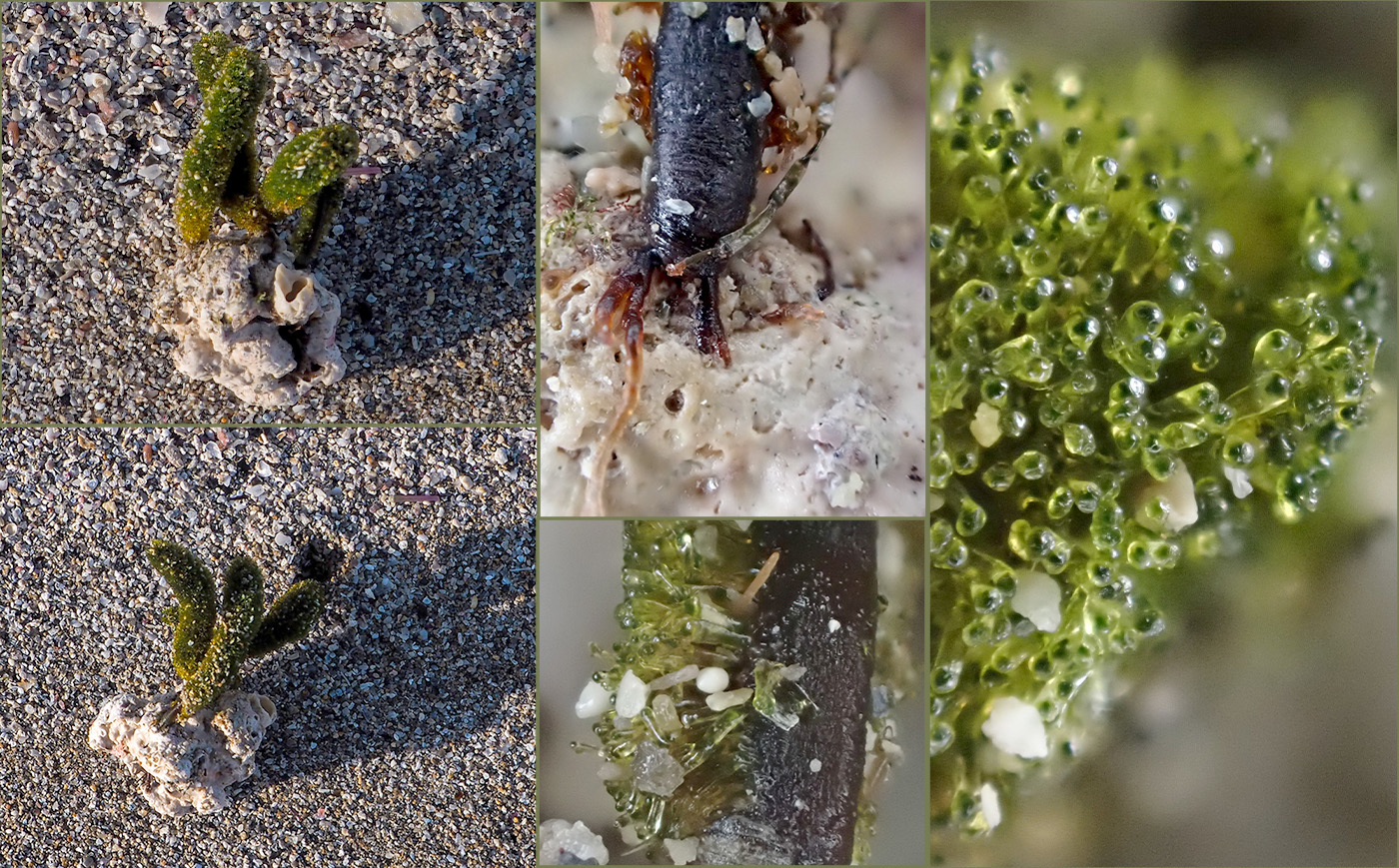 Foto de Dasiclado (Dasycladus vermicularis)