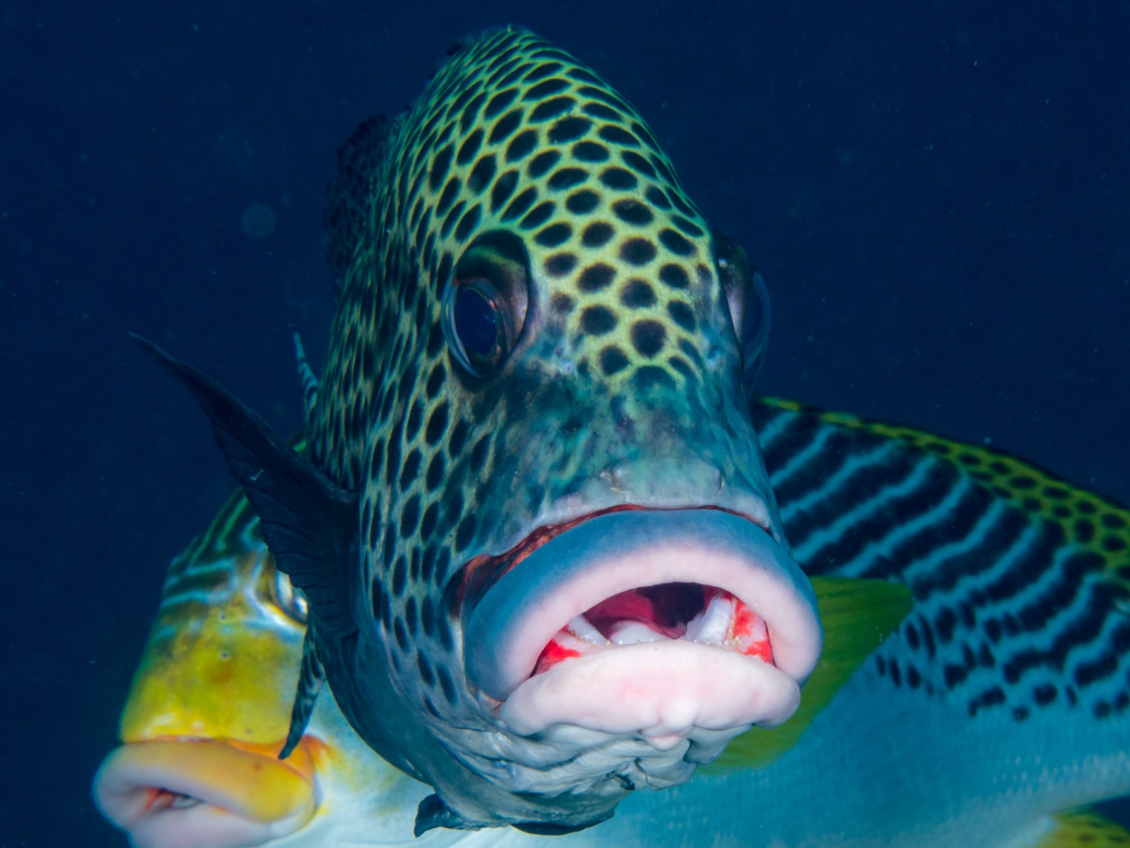 Photo of Blackspotted Sweetlips (Plectorhinchus schotaf)