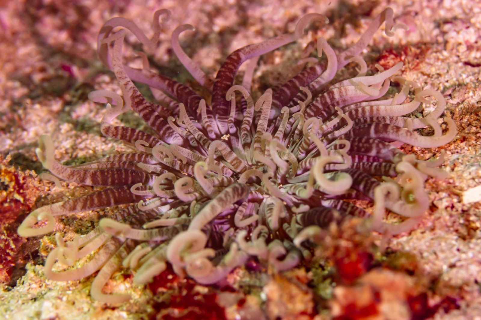 Foto de Anemona aurora (Heteractis aurora)