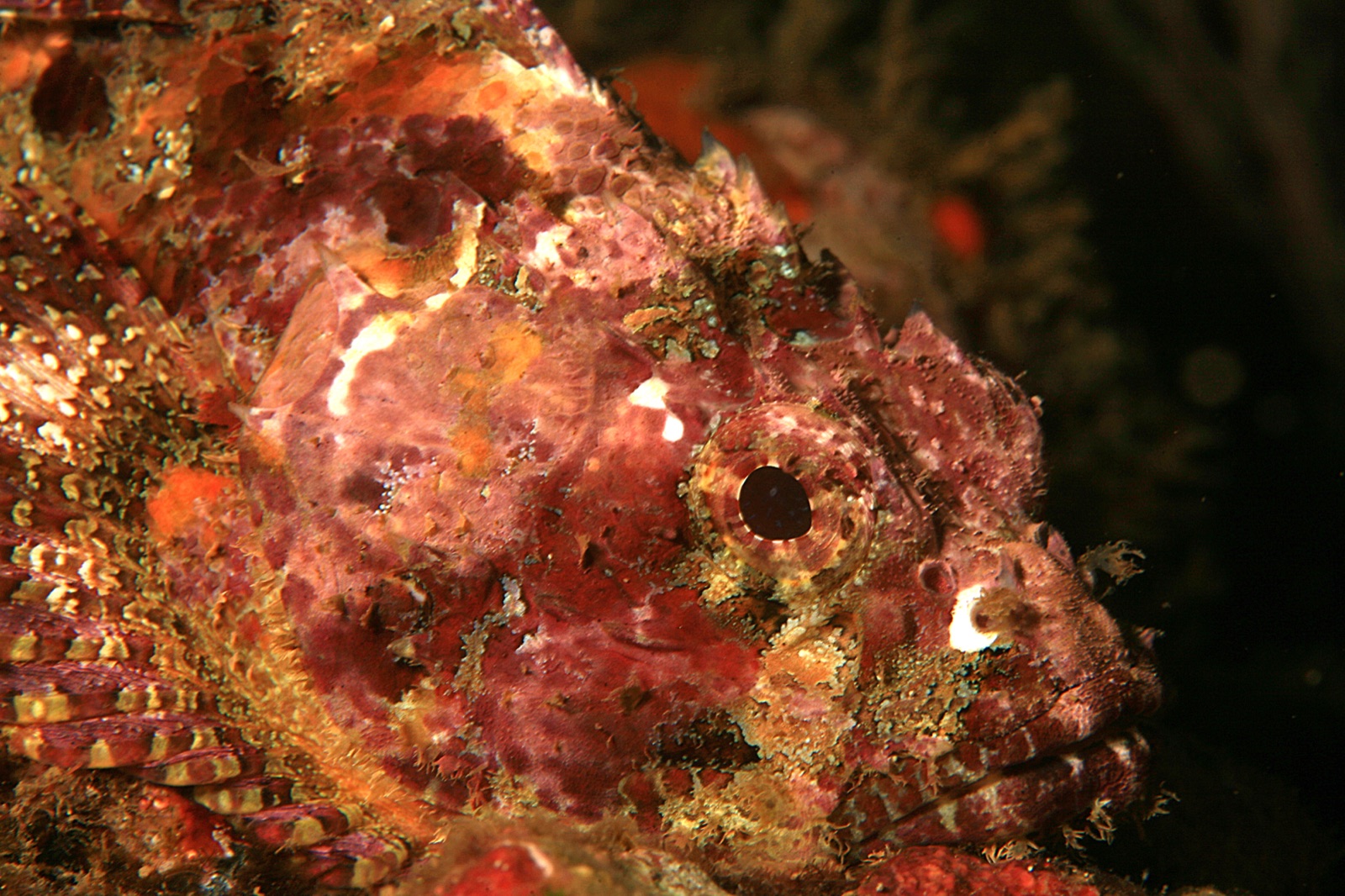 Photo de Rascasse des Pacifique (Scorpaena mystes)
