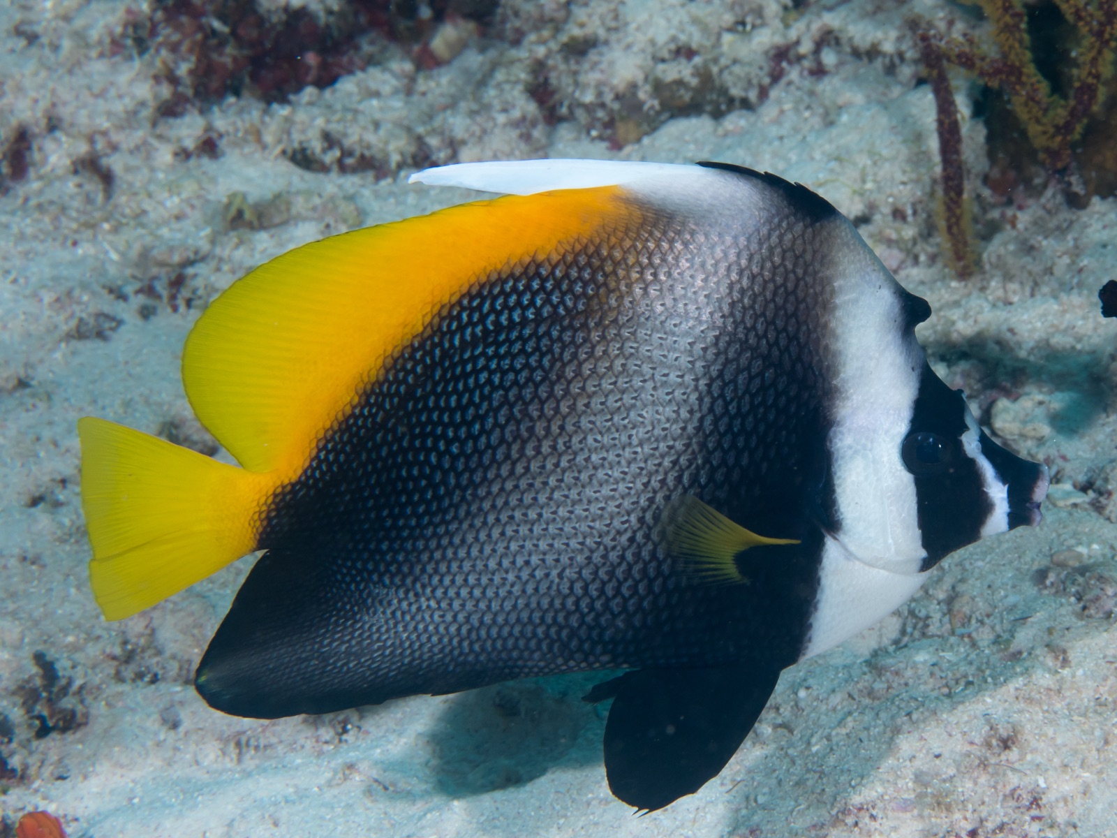 Photo of Singular Bannerfish (Heniochus singularius)