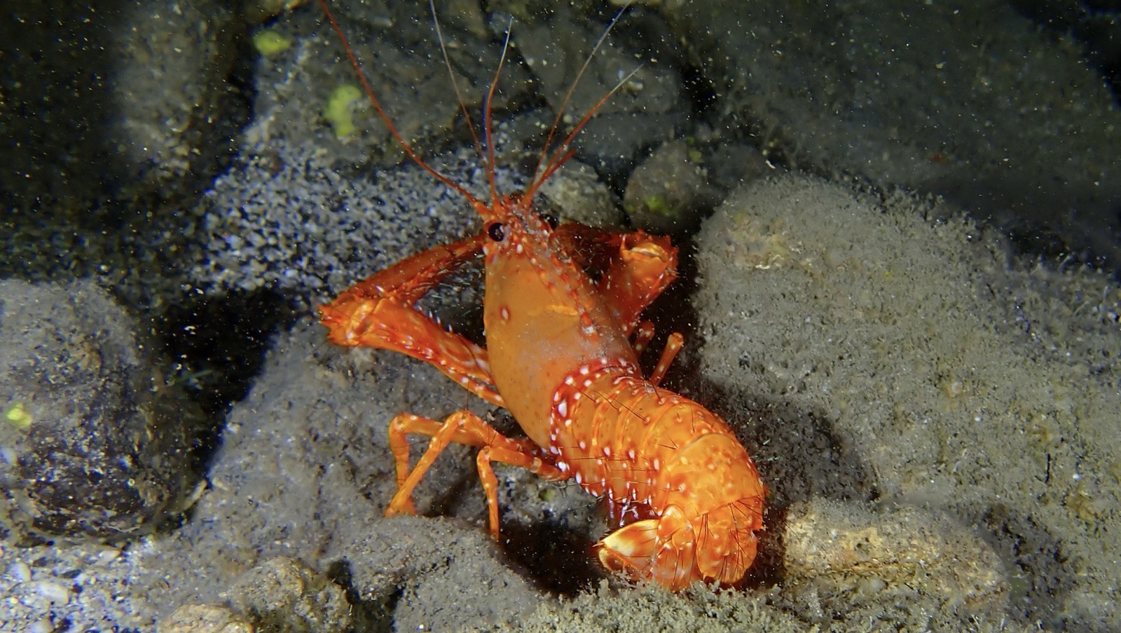 Foto de Langosta roja de arrecife (Enoplometopus occidentalis)