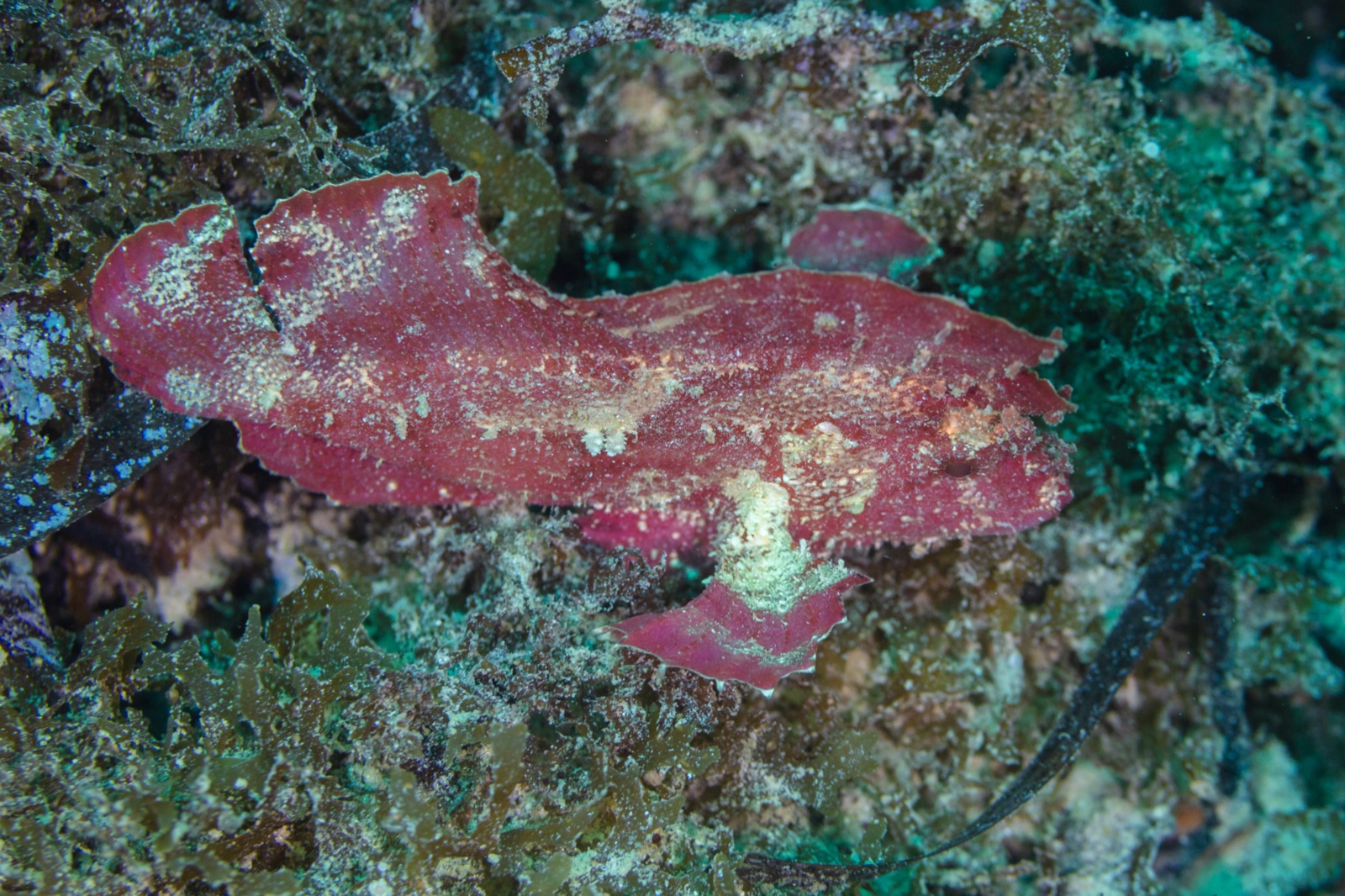 Photo of Leaf scorpionfish (Taenianotus triacanthus)