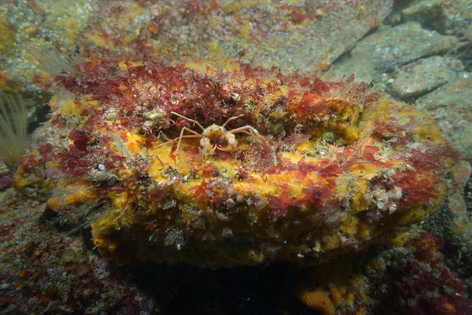 Foto de Araña de mar rosiro (Macropodia rostrata)