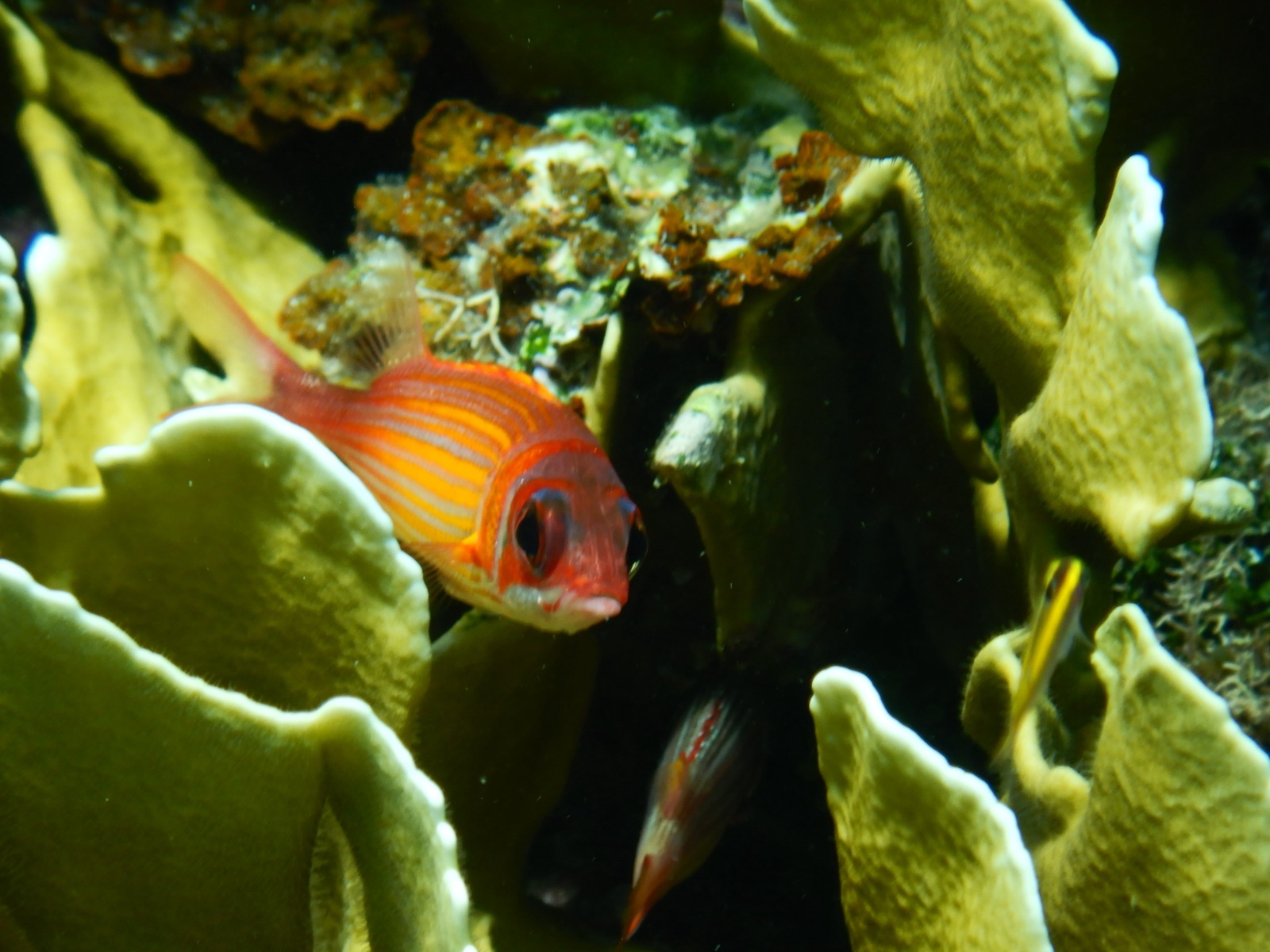 Photo of Reef squirrelfish (Sargocentron coruscum)