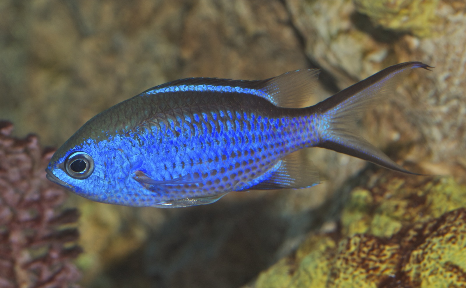 Foto de Chromis azul (Chromis cyanea)