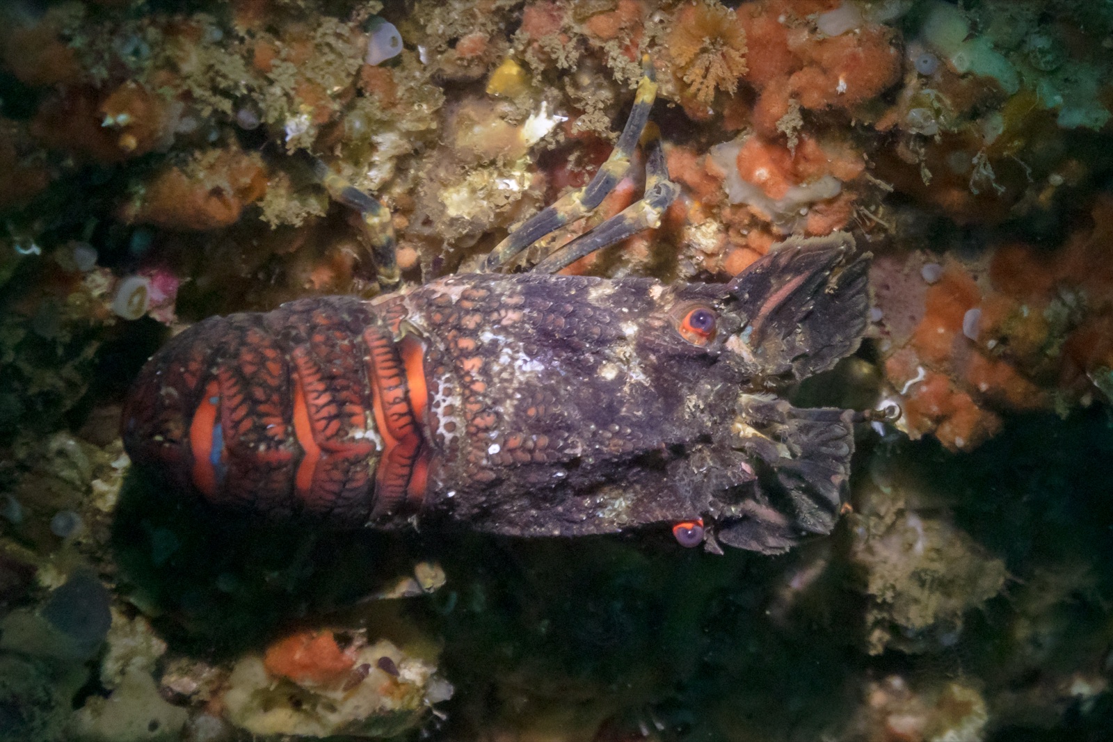 Foto de Cigarra pequena (Scyllarus arctus)