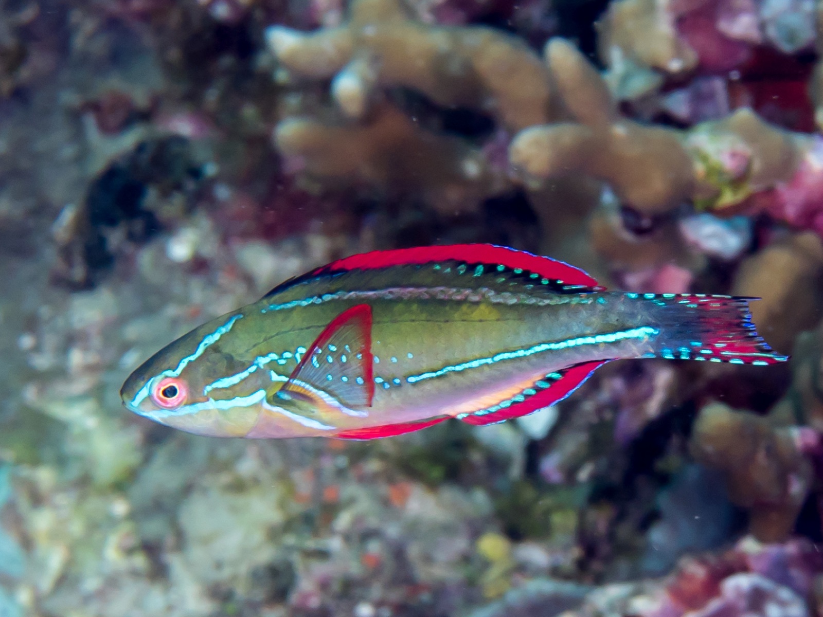 Photo of Exquisite Wrasse (Cirrhilabrus exquisitus)