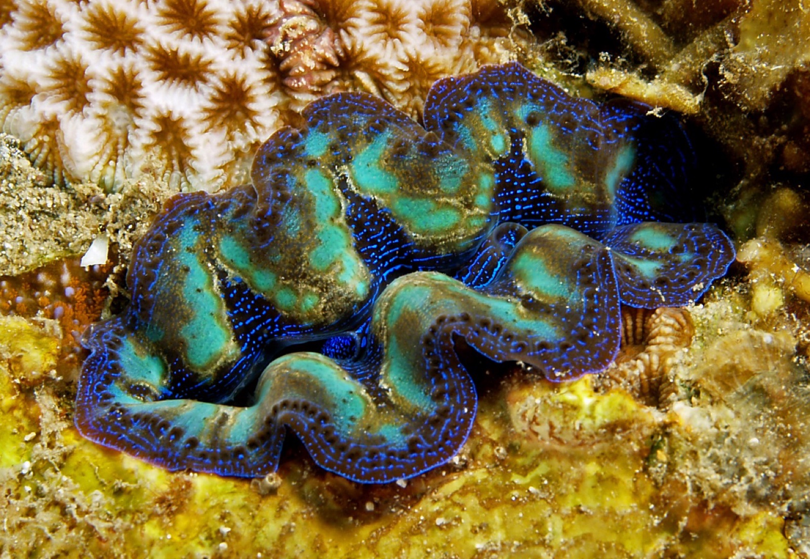 Photo of Crocus giant clam (Tridacna crocea)