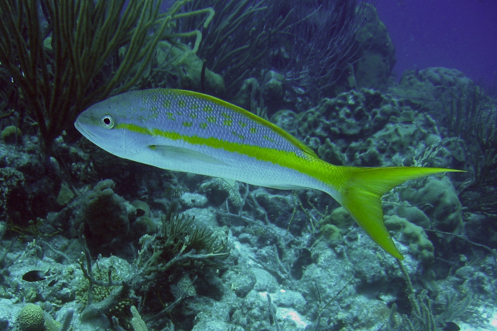 Photo of Yellowtail snapper (Ocyurus chrysurus)